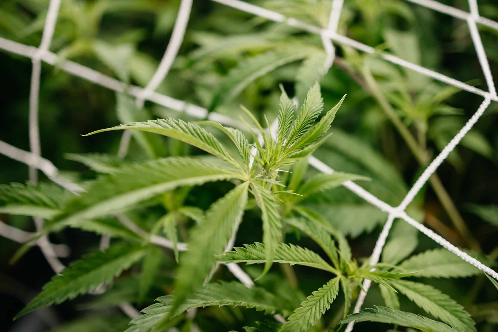 Chem Puff Hybrid Cannabis strain grown by Central Harvest transitioning from the Vegetative state to Flowering in Week 6