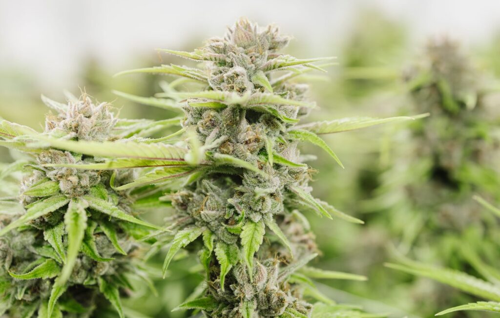 DCM Diesel is a Sativa Cannabis strain. Pictured here in week 15 of Flowering.