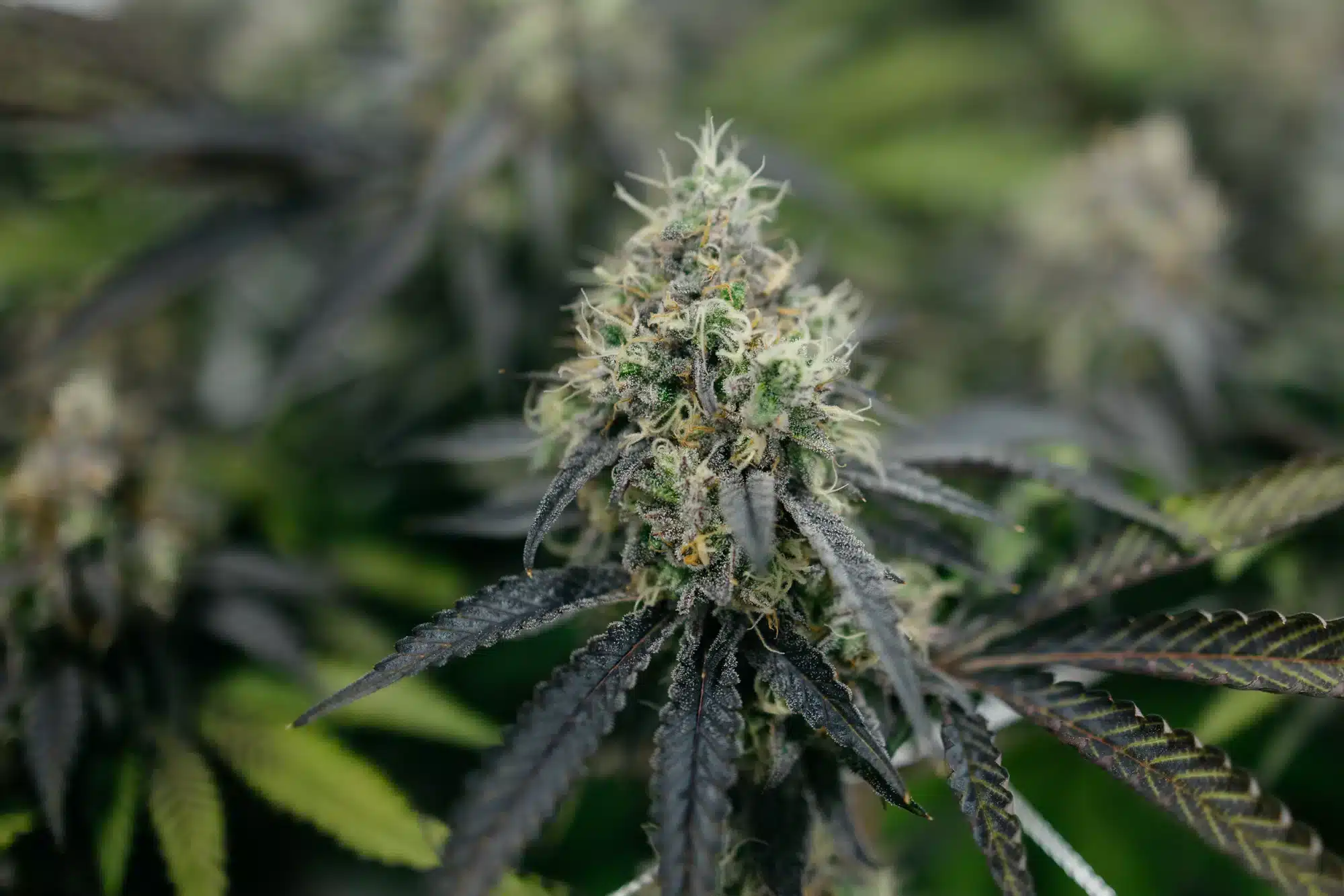 Goudaberry - Central Harvest Cannabis Strain - Week 14