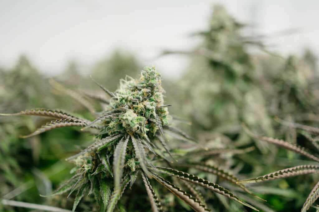 Goudaberry is an Indica Cannabis Strain grown by Central Harvest in a close up view of week 15 in the Flowering stage.