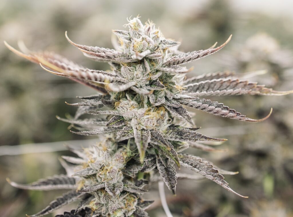 Chem Puff Hybrid Cannabis Strain in Week 13 of Flowering. Grown by Central Harvest