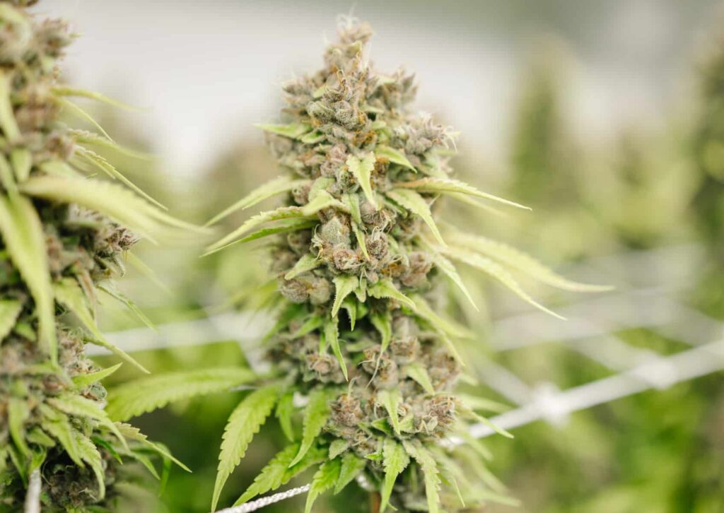 DCM Diesel is a Sativa Cannabis strain. Pictured here in week 13 of Flowering.