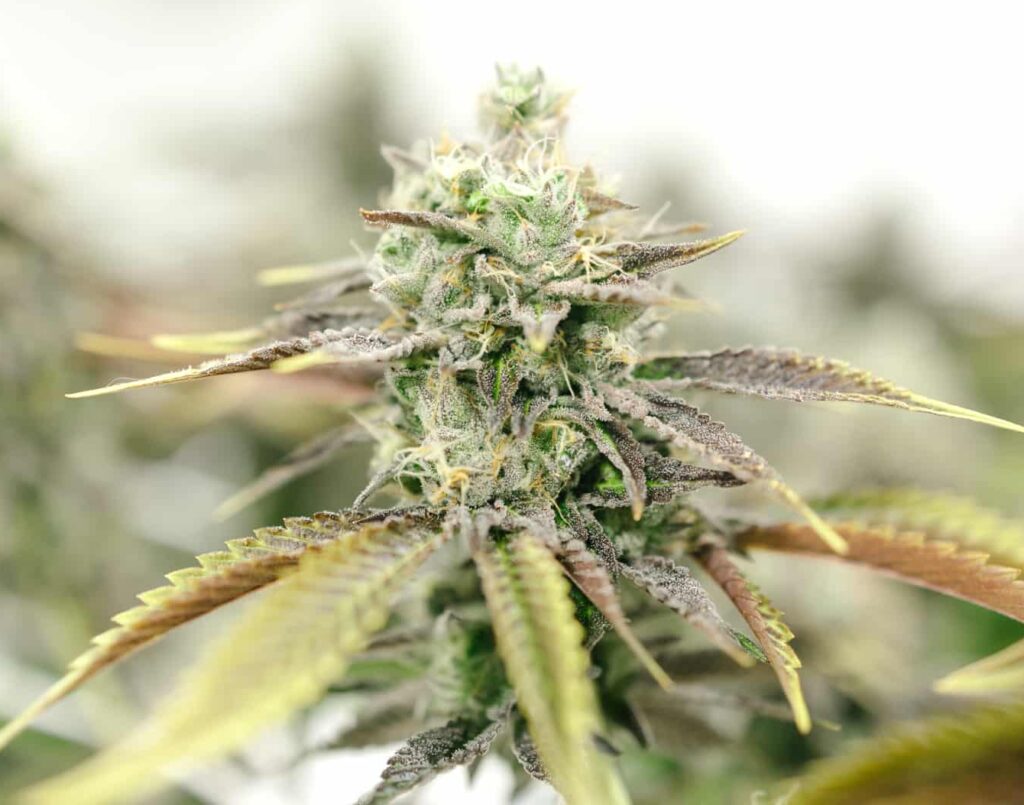 Dirty Bird is an Indica Cannabis strain grown by Central Harvest in Week 13 of Flowering.