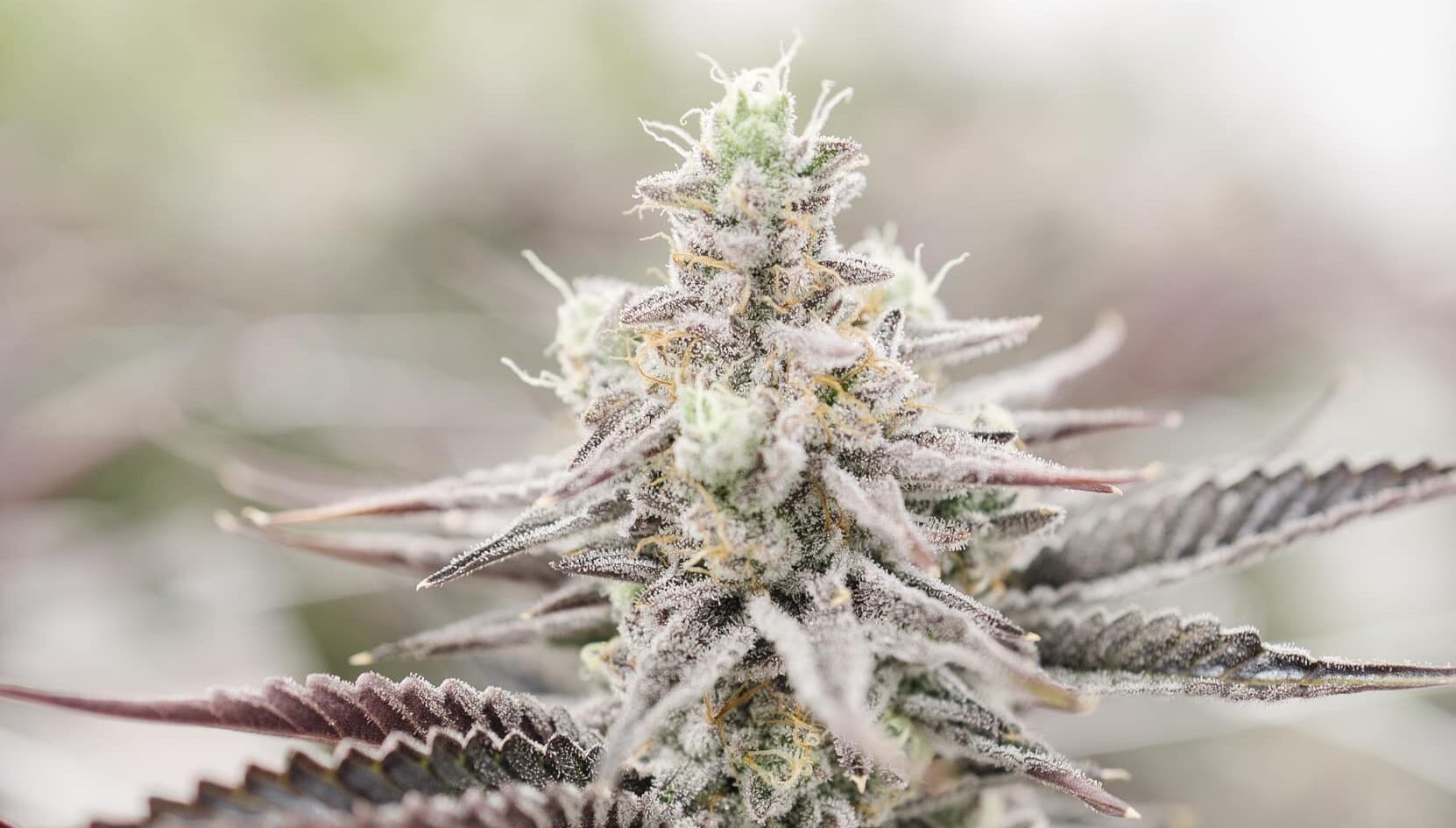 Dirty Bird is an Hybrid Cannabis strain grown by Central Harvest in Week 12 of Flowering.