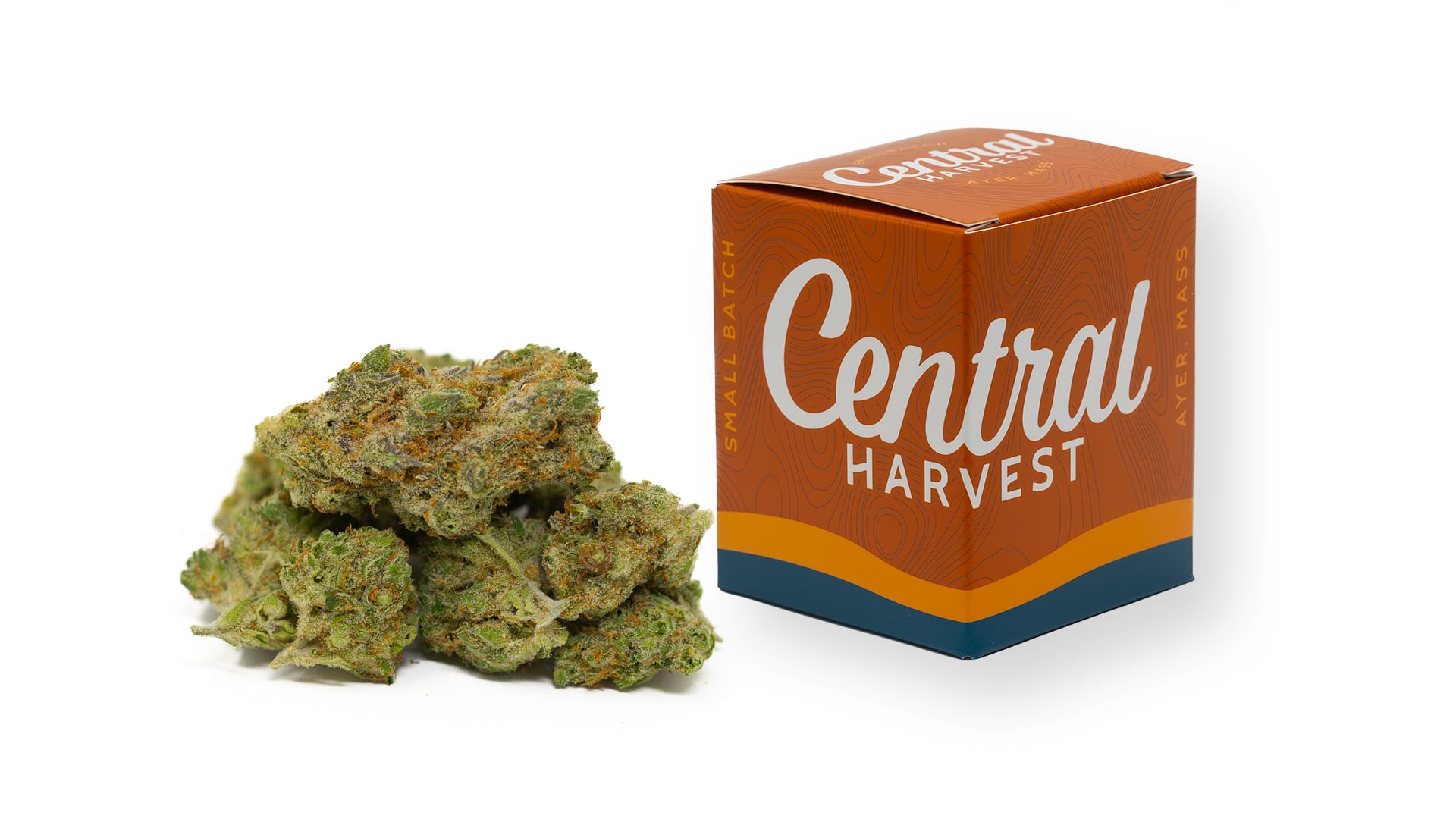 Gilz Nilz is a Hybrid Cannabis strain grown by Central Harvest