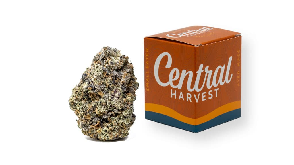 I Love College is an Indica Cannabis strain grown at Central Harvest