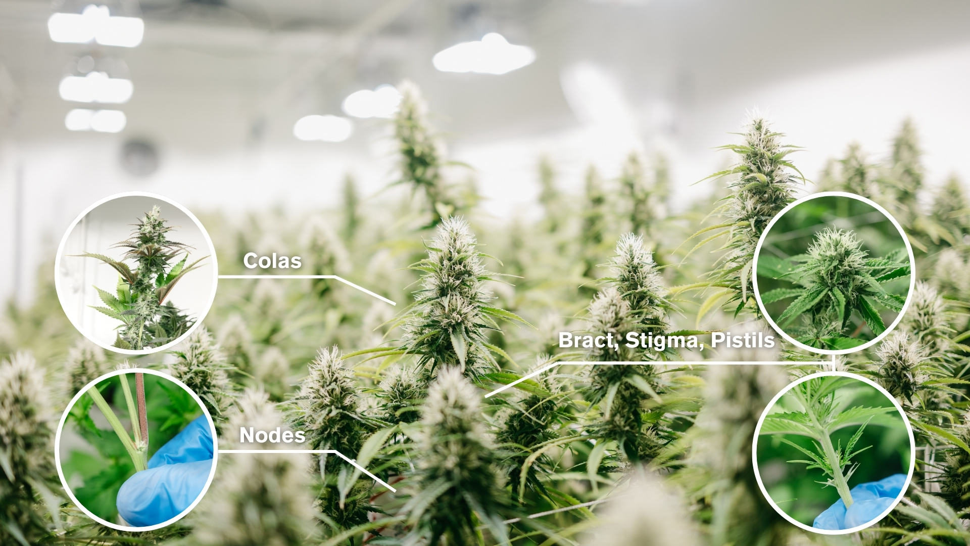 Cannabis Plant Anatomy