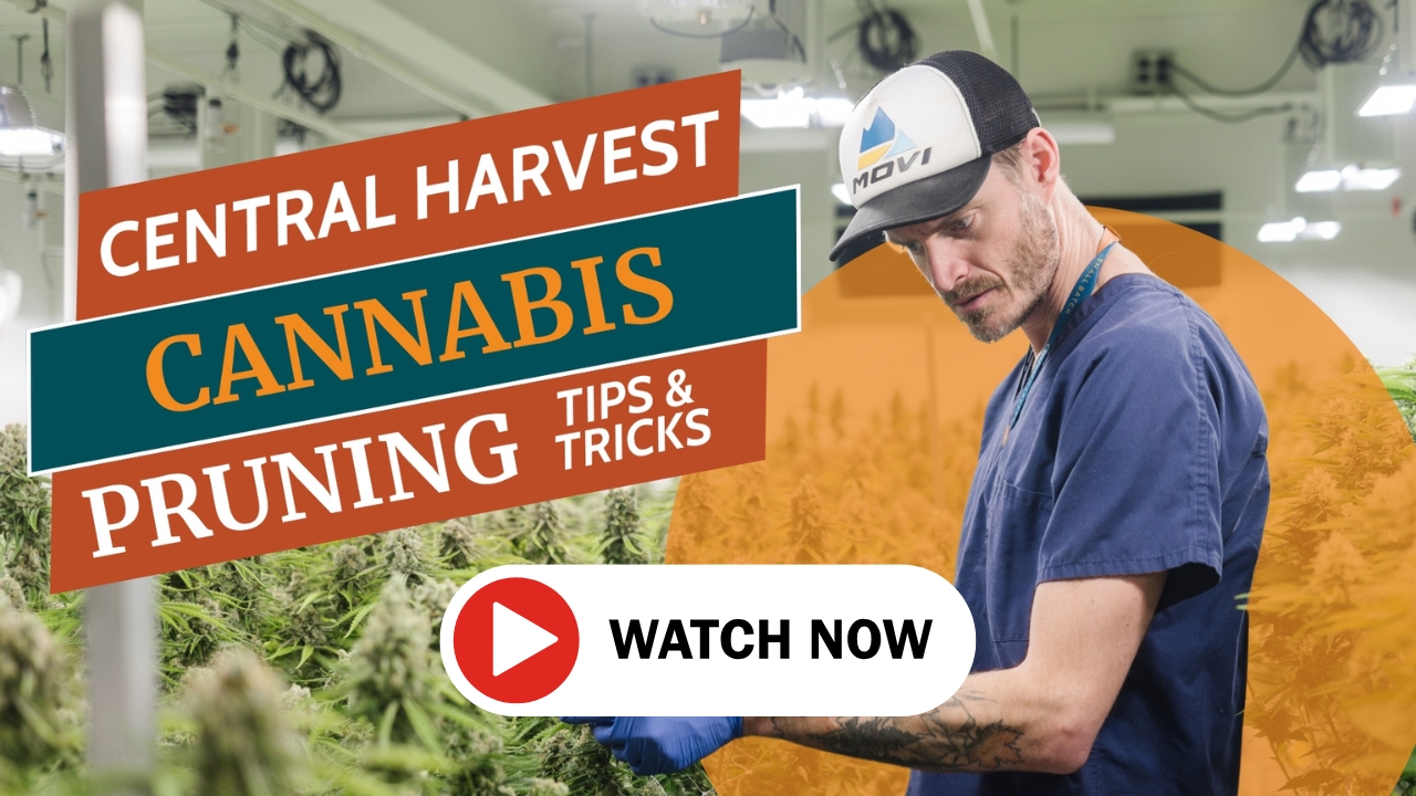 Cannabis Pruning Tips and Tricks