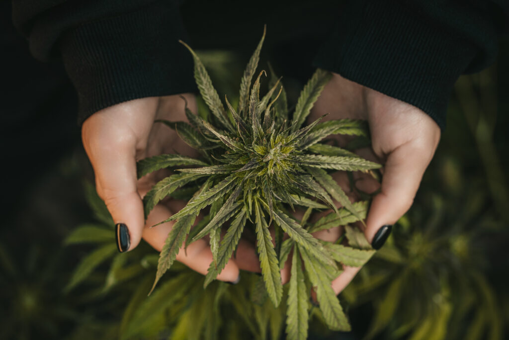 What Are THC Vape Cartridges and How Do They Work?