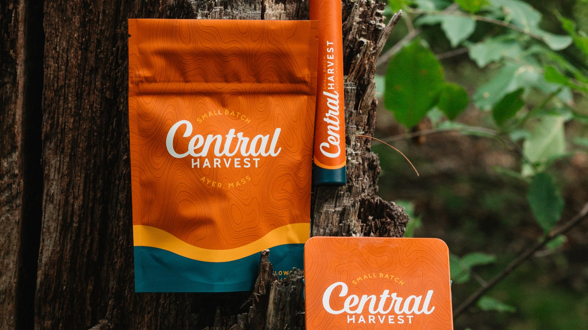 central harvest strains for colder weather