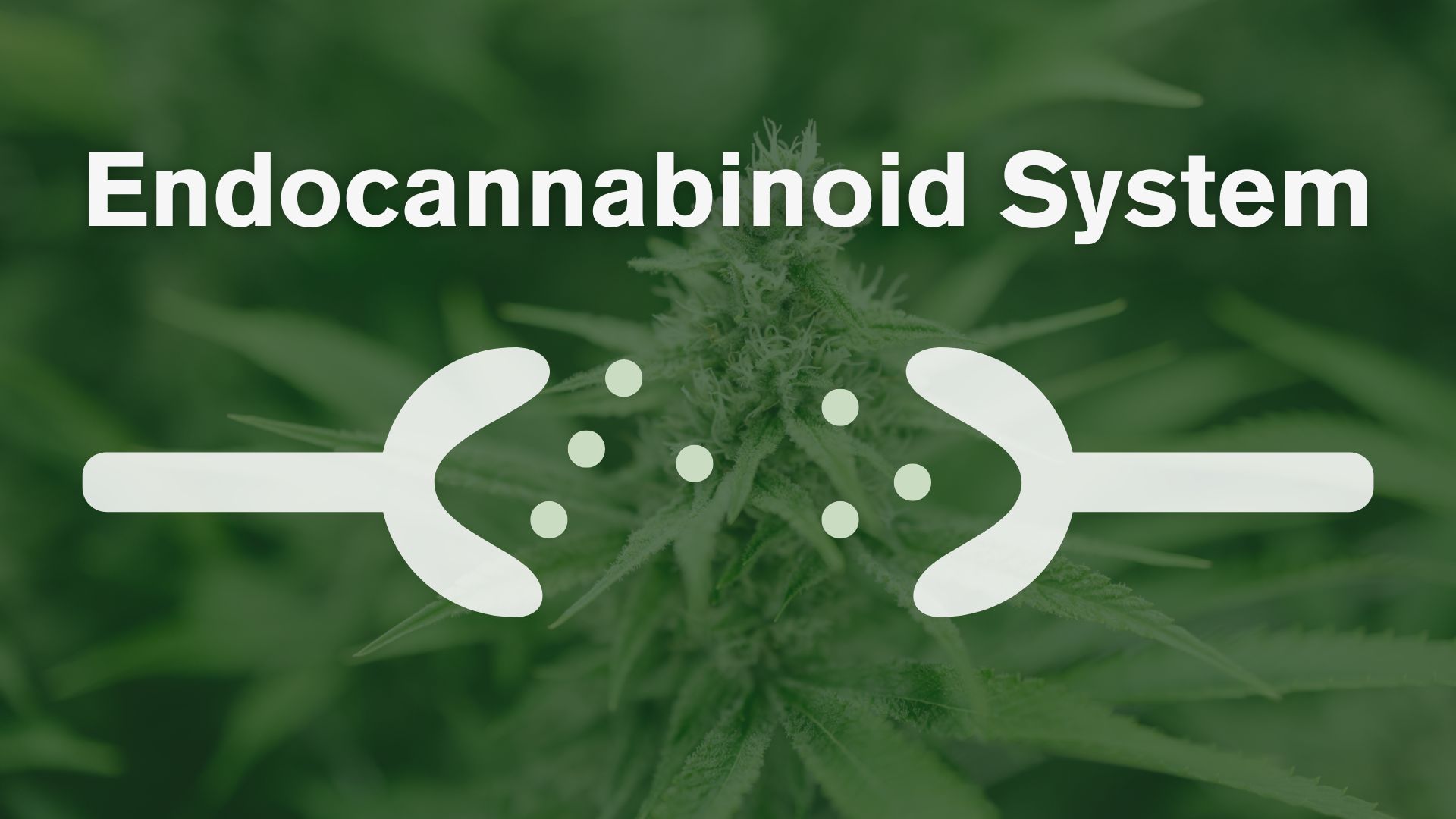 What is the Endocannabionid System (ECS) Gage Cannabis Co. Cannabis for stress.