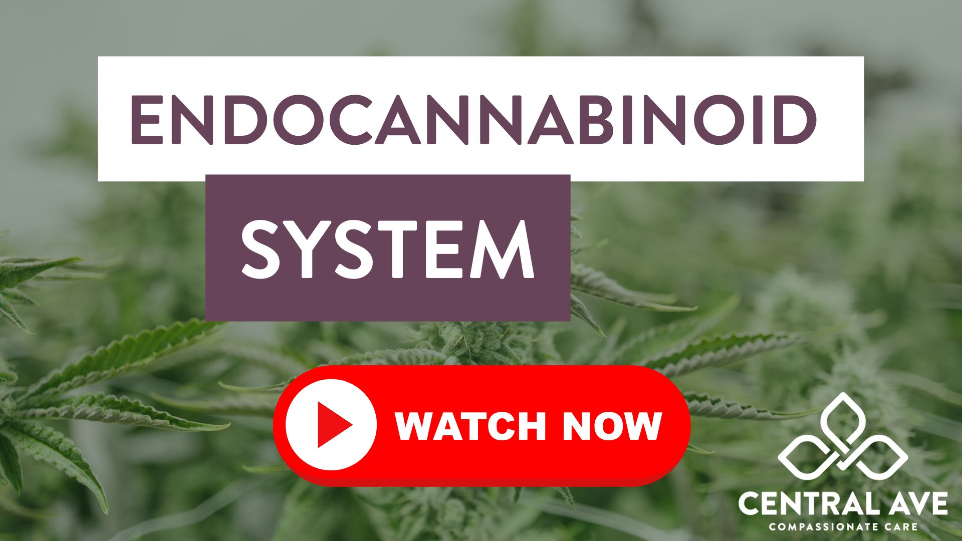 Endocannabinoid System video preview image