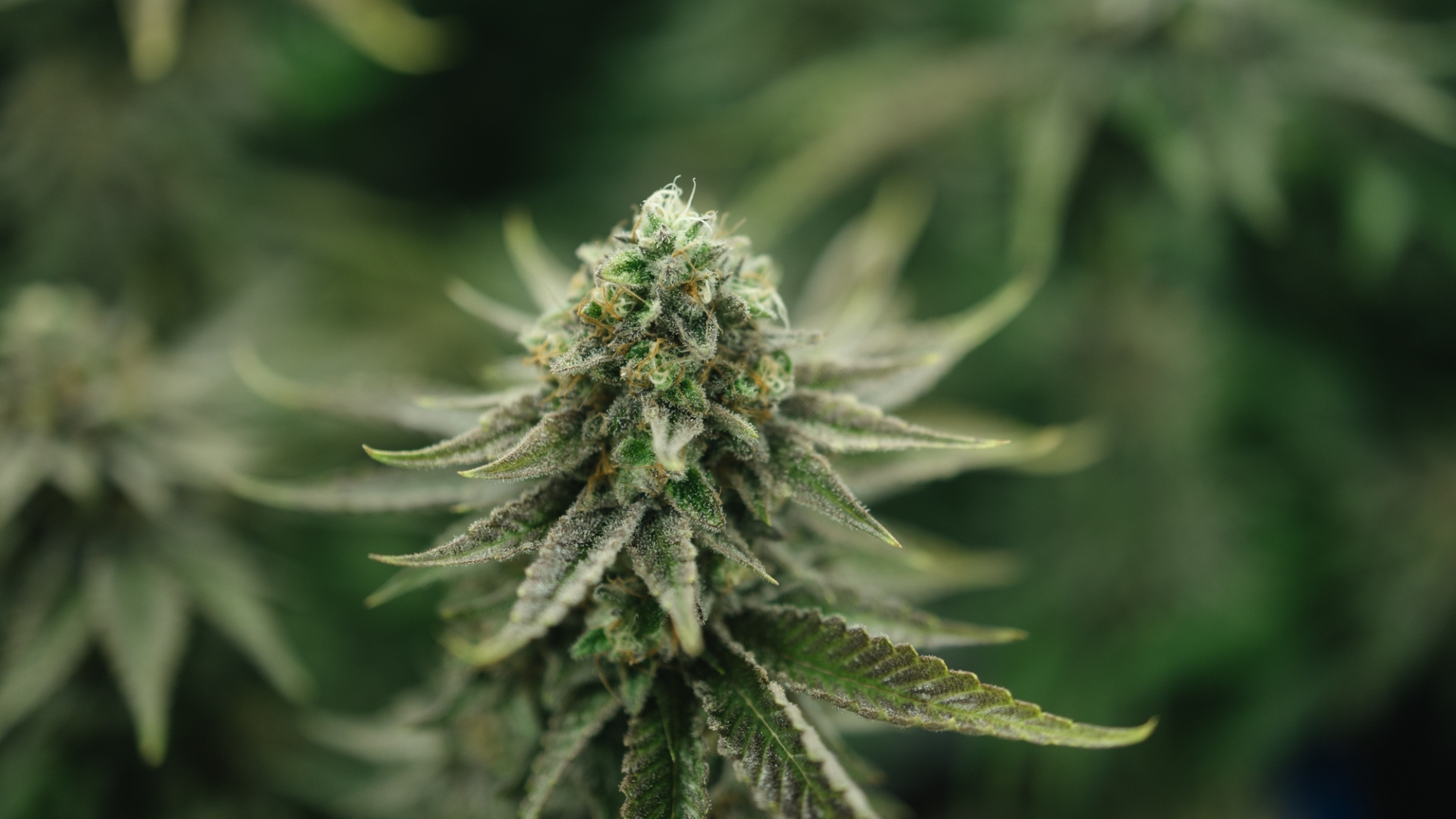 Indica or Hybrid for sleep