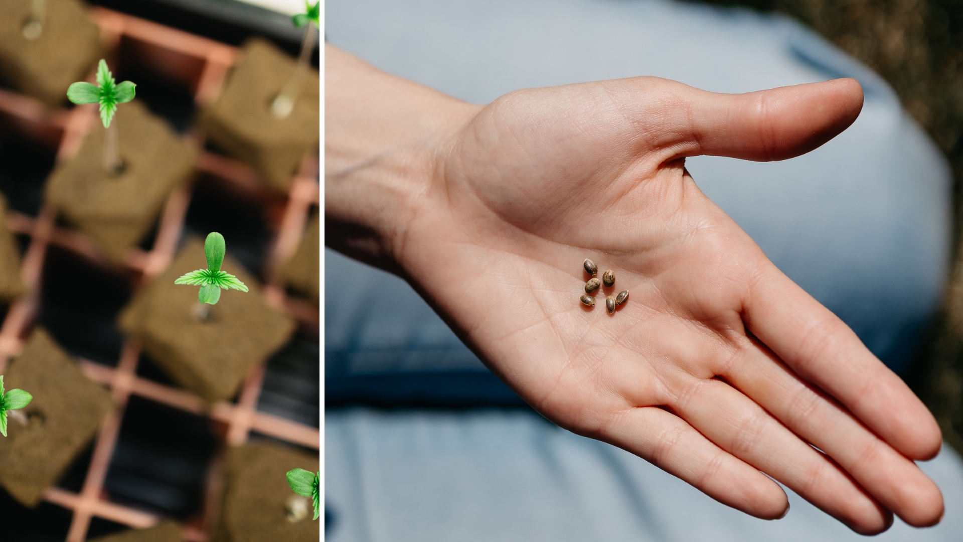 Cannabis clones vs seeds