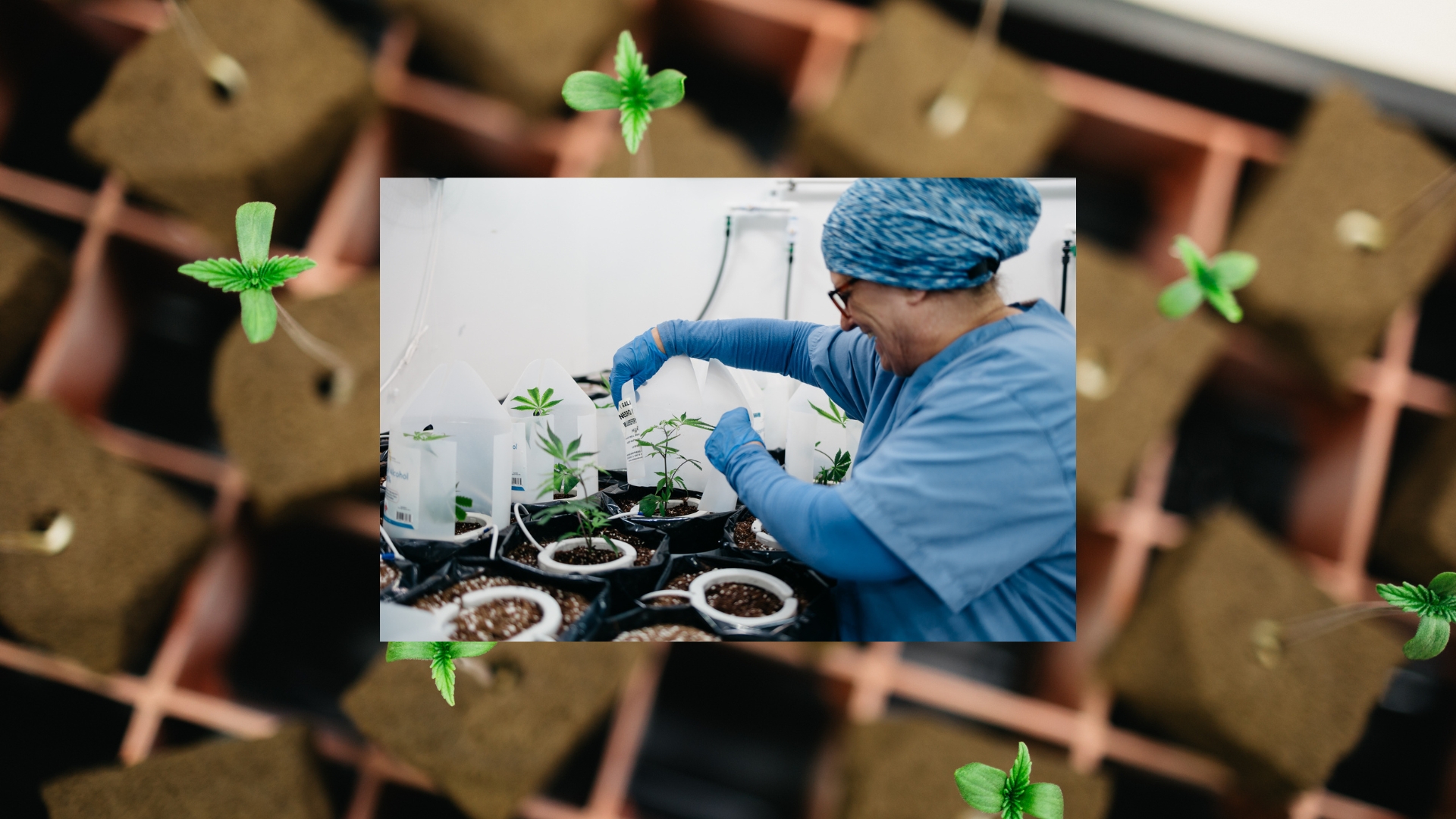 Buying cannabis clones in Massachusetts