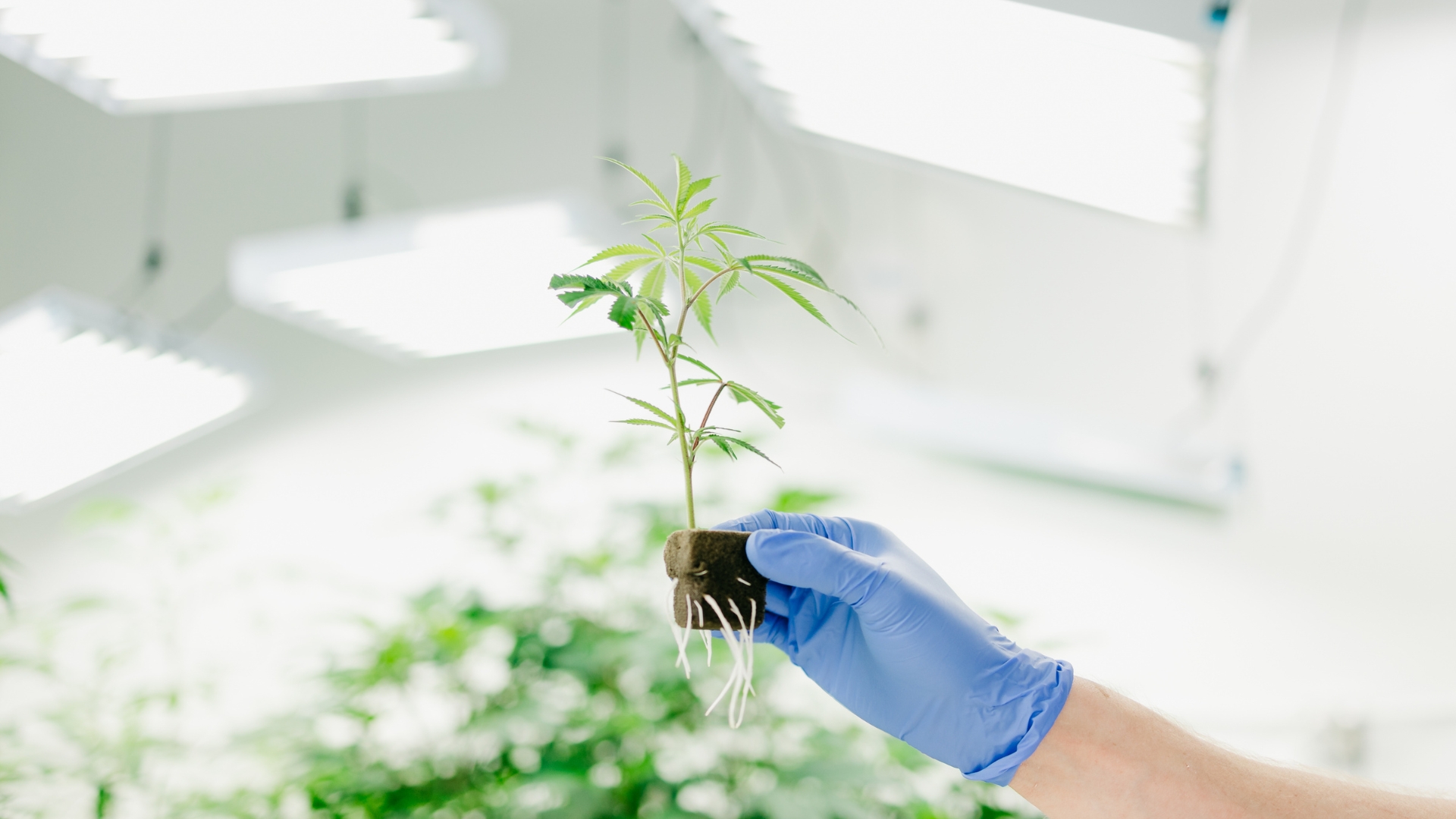 Growing cannabis clones at home