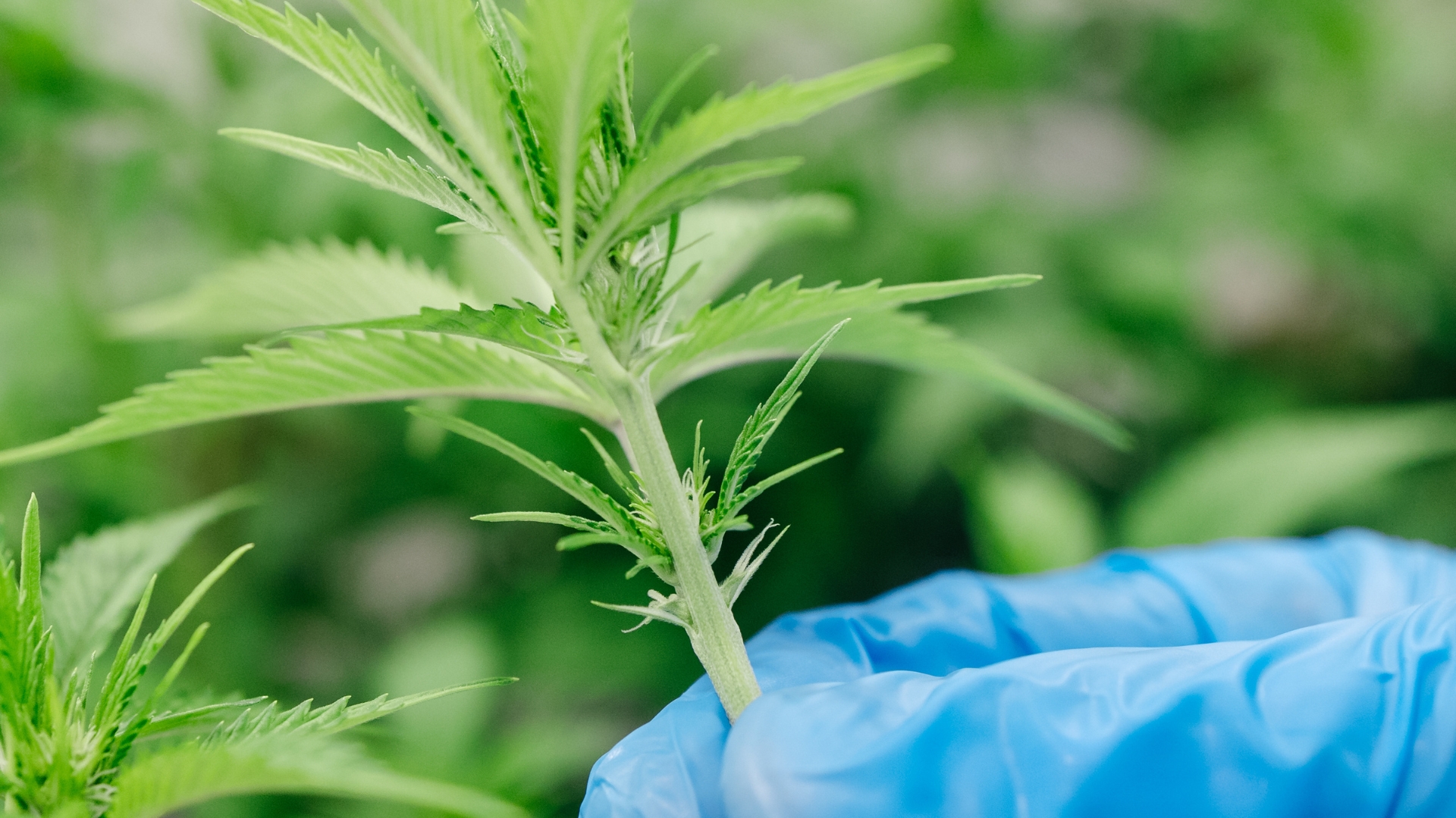 What Are Cannabis Clones