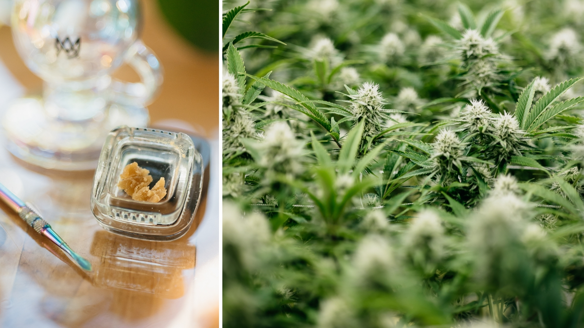 Cannabis concentrates potency and quality