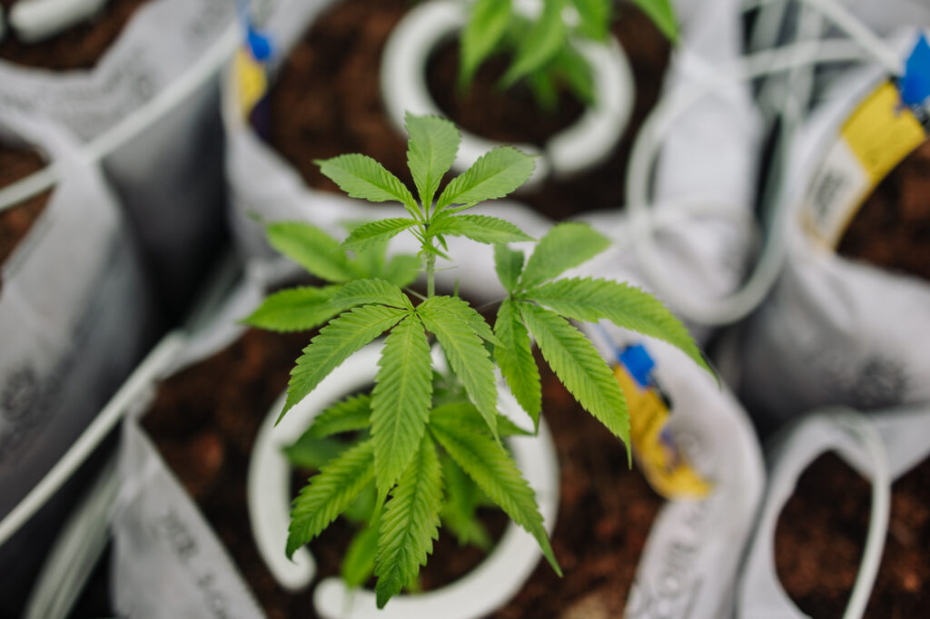 Granny Candy is a Sativa Cannabis Strain grown at Central Harvest