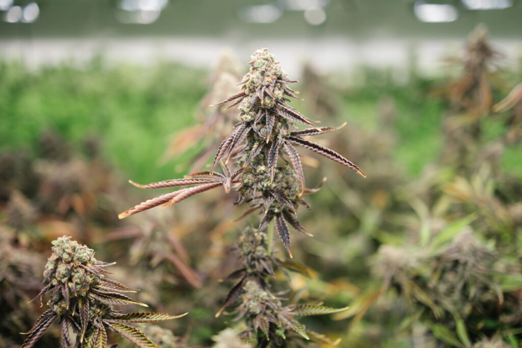 Sour Marker is a Hybrid Cannabis Strain grown at Central Harvest