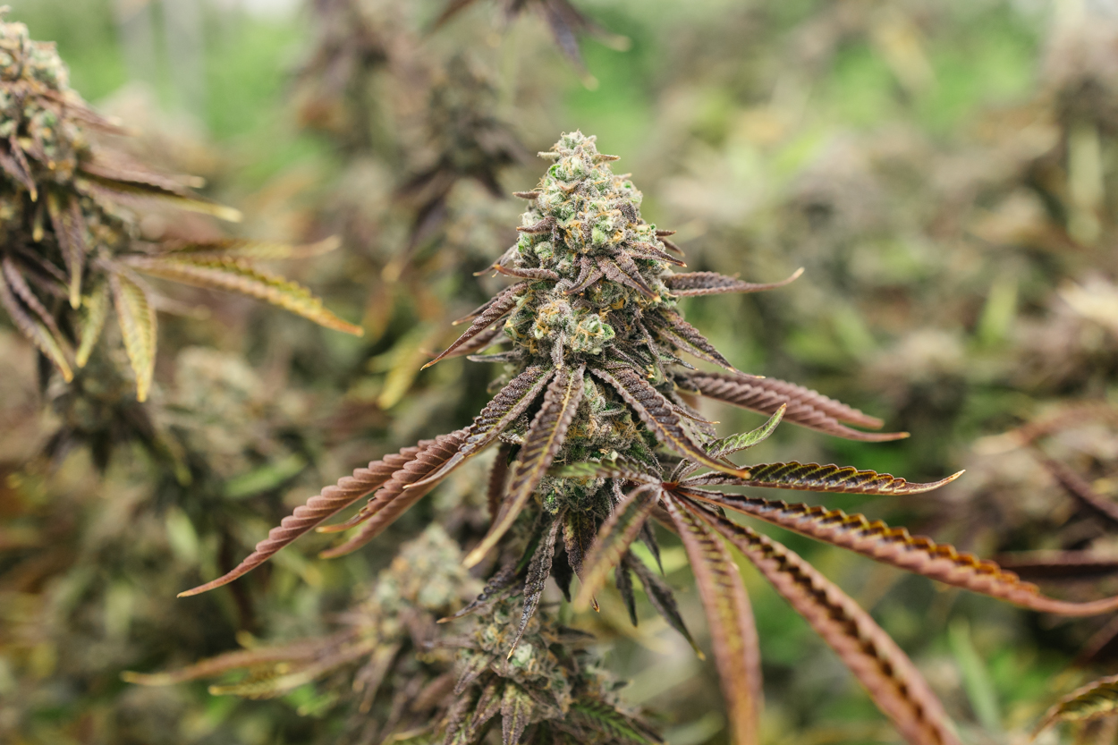 Sour Marker is a Hybrid Cannabis Strain grown at Central Harvest in Ayer, MA