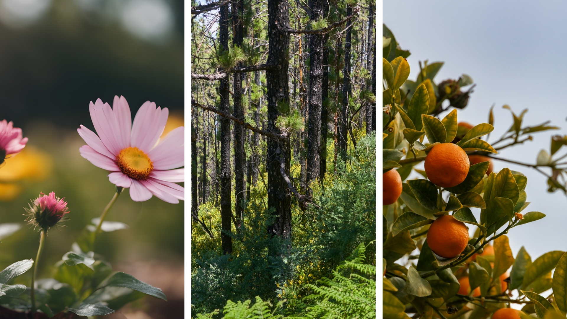 Common cannabis terpenes including limonene, myrcene, pinene, linalool, and caryophyllene