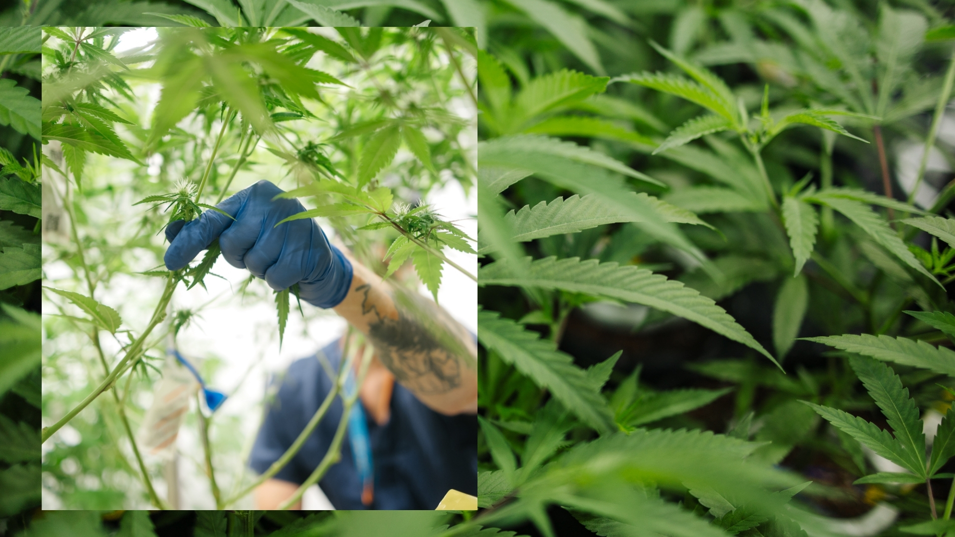 Cannabis plant before producing terpene percentages and laboratory testing results.