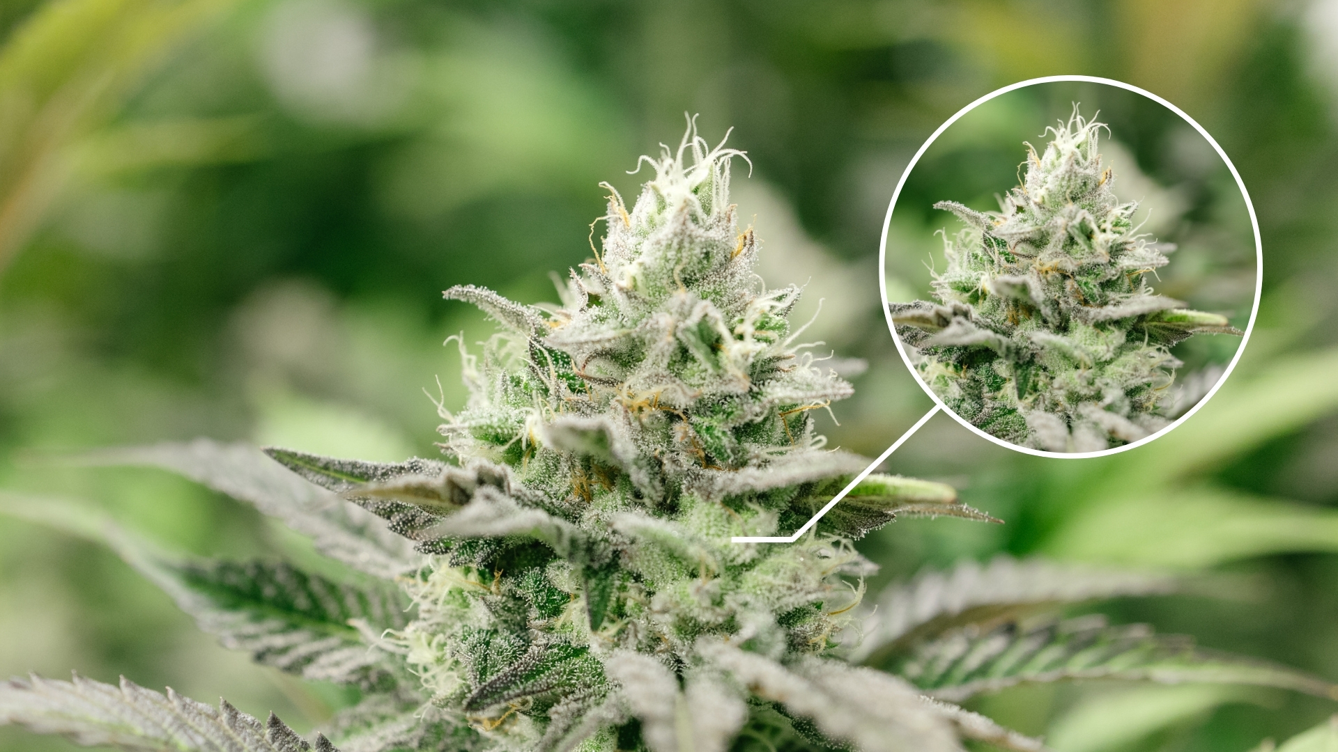 Close-up of a cannabis flower with terpene-rich trichomes that produce aroma and flavor