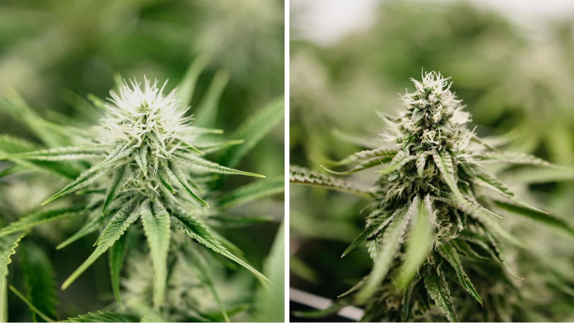 Understanding THCA percentage and cannabis potency